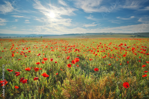 Spring poppy field in mountain valley morning at day.