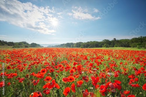 Spring poppy field in mountain valley morning at sunrise.