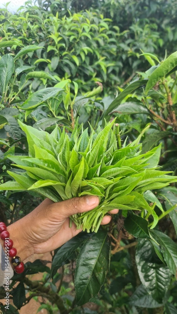Obraz premium Hand picking fresh green tea leaves from a bush at a plantation. a gardener harvesting young tea shoots in a lush tea garden. Fresh organic tea leaves being inspected on a tea estate.