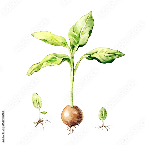 Watercolor plant growth stages illustration with bulb roots and fresh green leaves