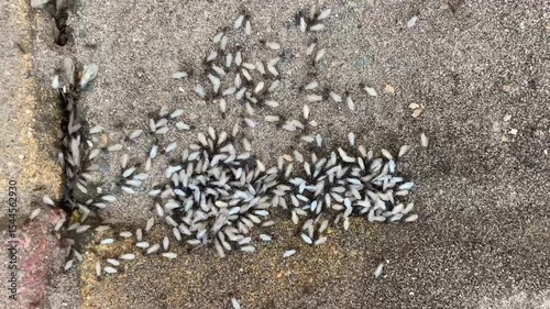 Colony ant infestation in a house yard nest in cracks invading home