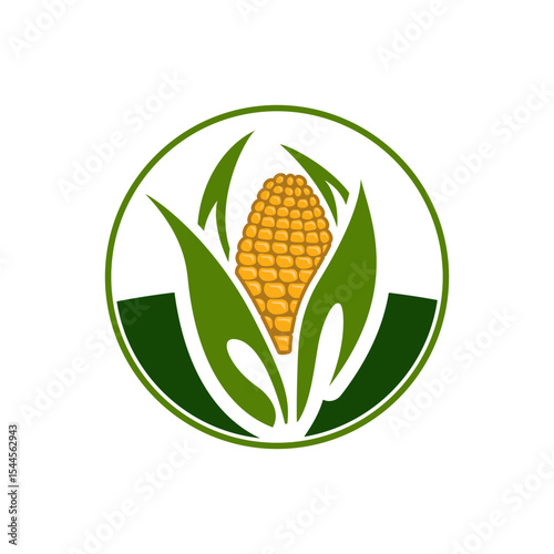 Fresh Sweet Corn Cobs Illustration Farm and Produce Graphic vector illustration