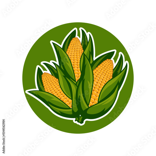 Fresh Sweet Corn Cobs Illustration Farm and Produce Graphic vector illustration