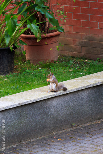 squirrel eating a medlar on wall in the city garden