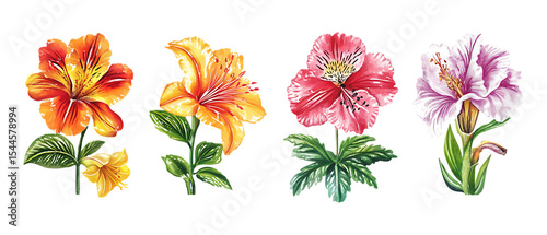 Pack Collection Vibrant Floral Collection Exquisite Lily Hibiscus and Peony Blooms set against transparent background