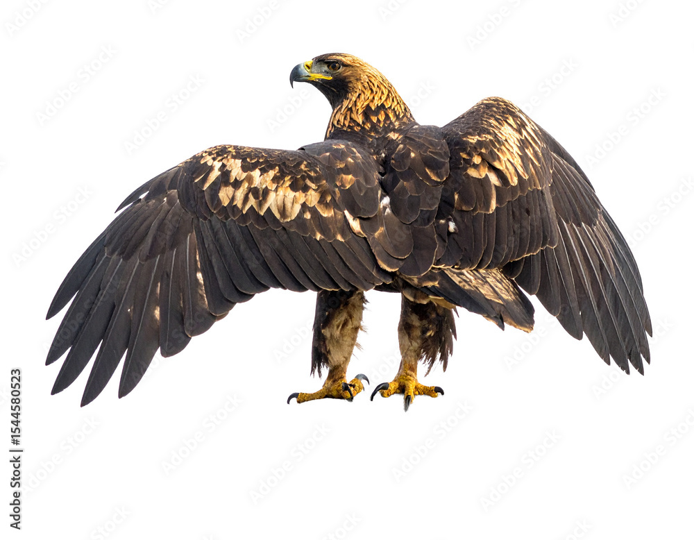Fototapeta premium Spanish imperial eagle spreading wings with sharp look