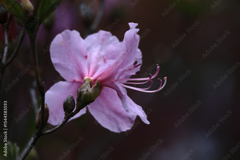 Obraz premium 咲き誇る情熱の花