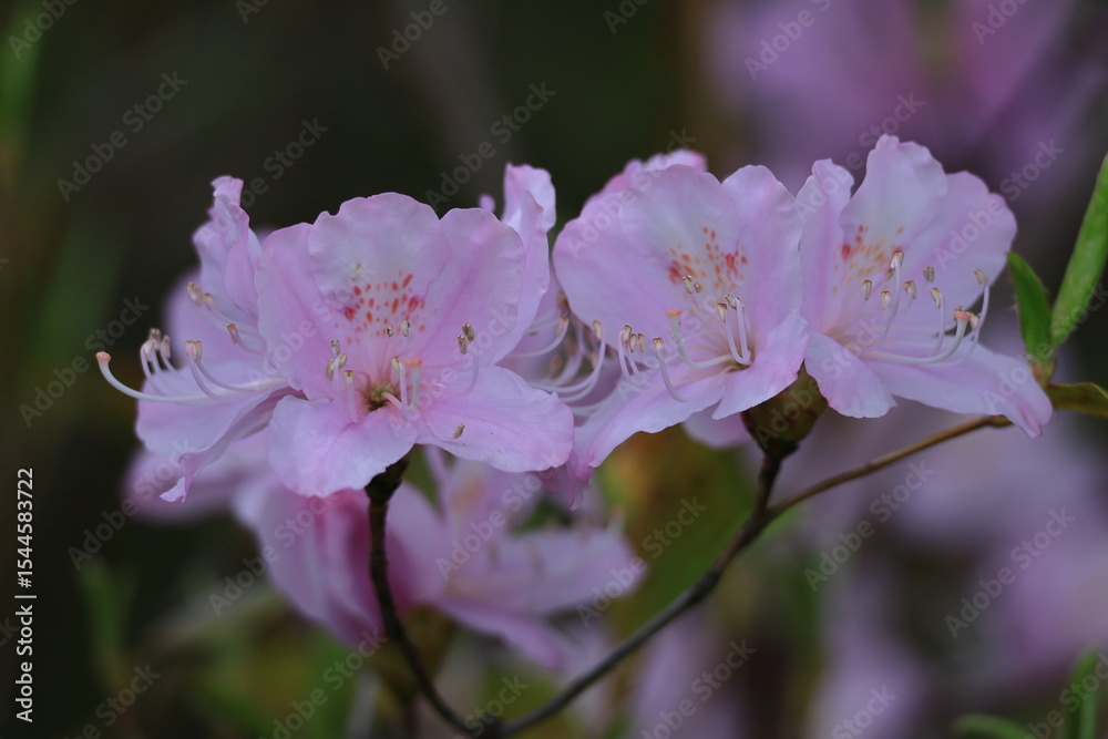 Obraz premium 咲き誇る情熱の花