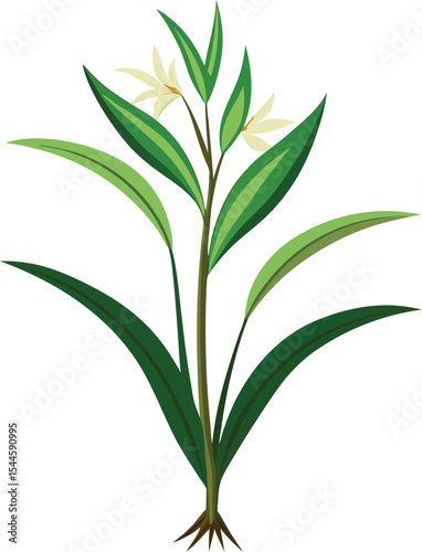 Detailed botanical illustration of a plant with green leaves and white flowers