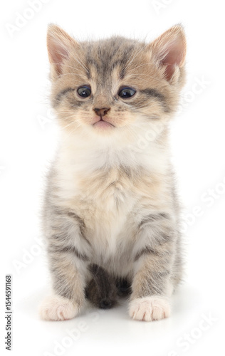 Kitten on white background.