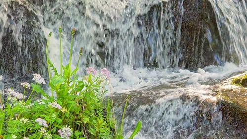 Wildflowers Bloom Beside Cascading Waterfall In Pristine Forest, Capturing Beauty Of Untouched Nature And Peaceful Freshwater Ecosystems
