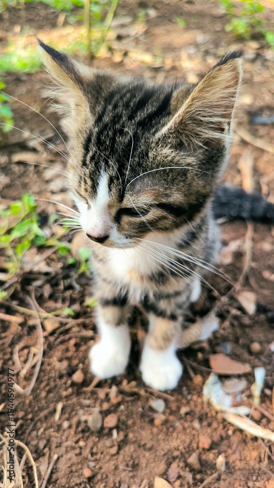 Fototapeta premium cat on the grass, cat in the garden