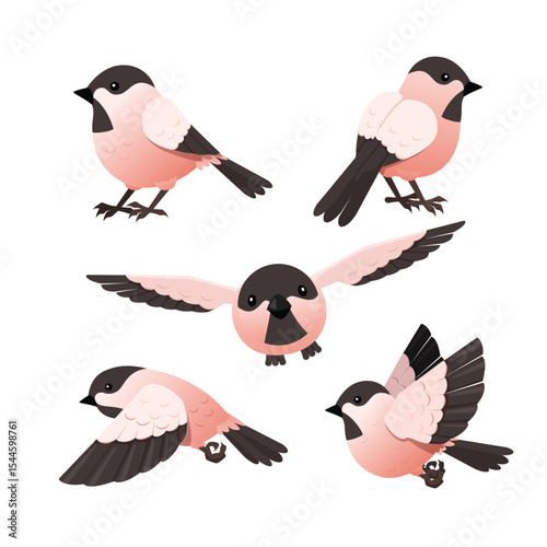 set of cute bird in red and black color ve