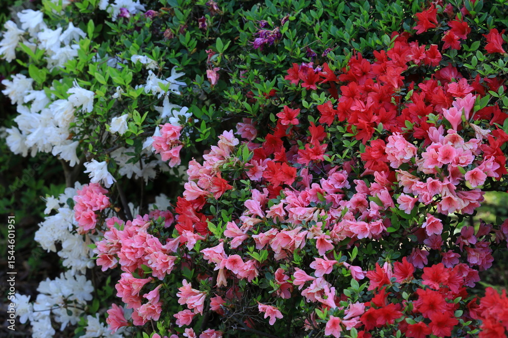 Fototapeta premium 咲き誇る情熱の花