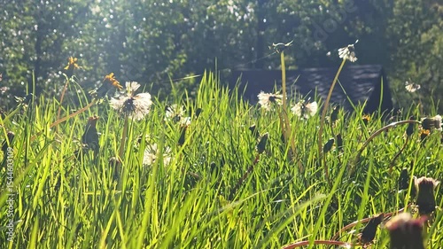 Dandelions And Grass Illuminated By Morning Sunlight In Countryside Meadow, Capturing Fragile Beauty Of Wild Flora In Serene Natural Environment