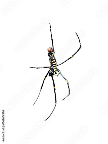 spider isolated on white background