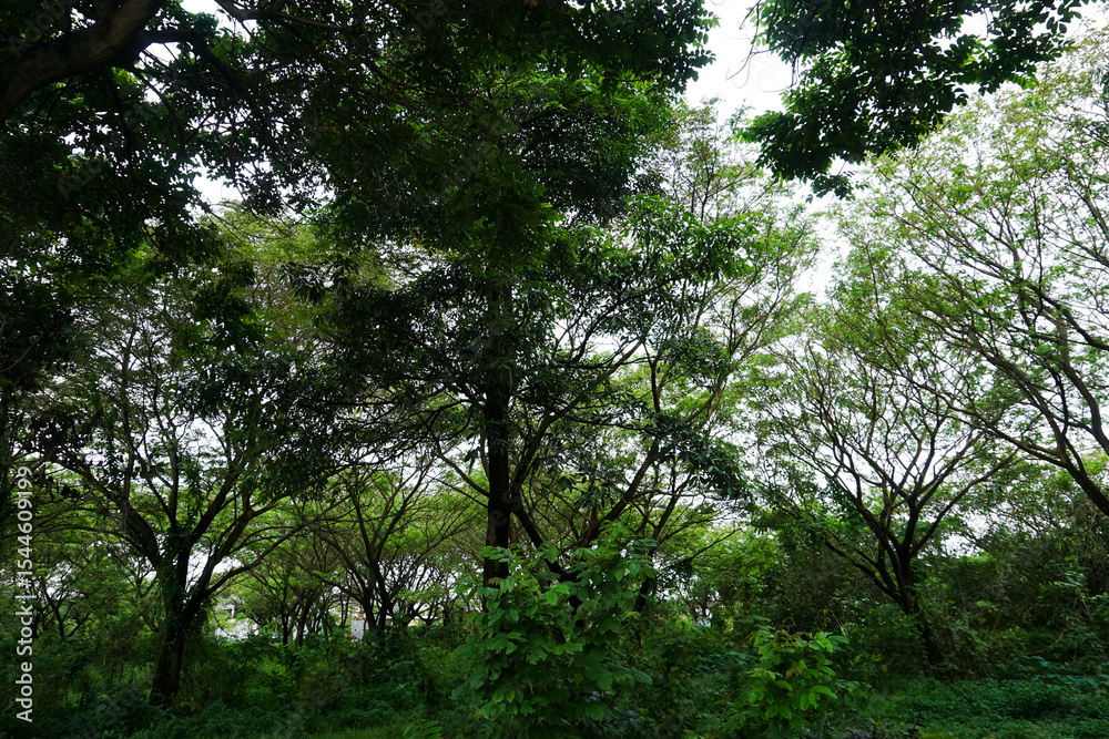 Obraz premium Forest, fresh green and dense with vines