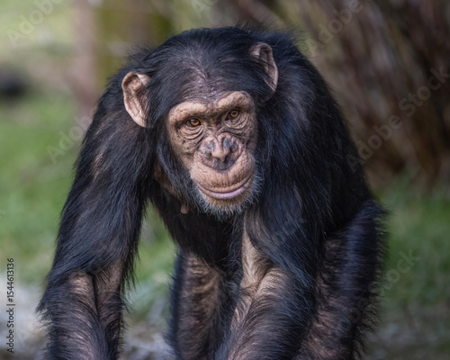 Western chimpanzee close up portrait