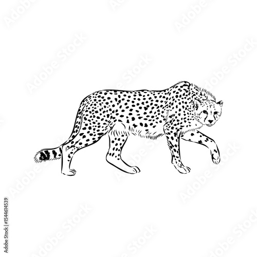 cheetah, fanlight sketch