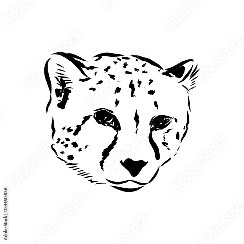 cheetah, fanlight sketch