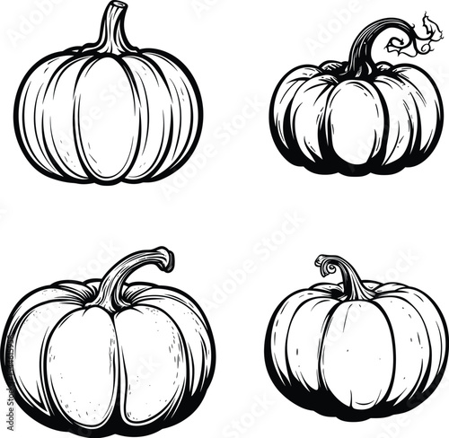 Vector illustration of a set of ripe orange pumpkins, Silhouette Halloween, Thanksgiving decorations