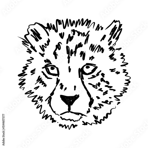 cheetah, fanlight sketch