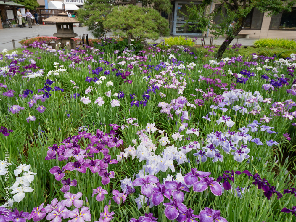 満開の堀切菖蒲園 東京都 満開の堀切菖蒲園 東京都