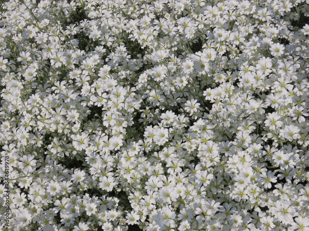 芝桜(リトルドット)の白い花が咲き誇る風景 芝桜(リトルドット)の白い花が咲き誇る風景
