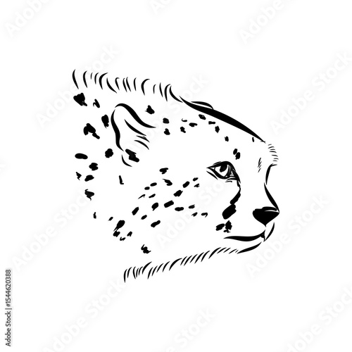 cheetah, fanlight sketch