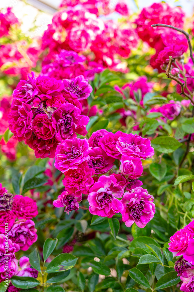 climbing rose climbing rose