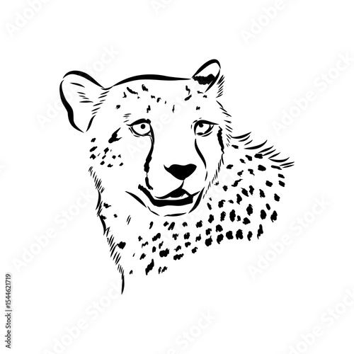 cheetah, fanlight sketch