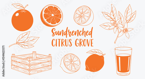 Sundrenched citrus grove illustration set. Whole orange, sliced fruit, blossom twig, wooden crate, lemon and juice glass in orange line. Sunny Mediterranean food graphic