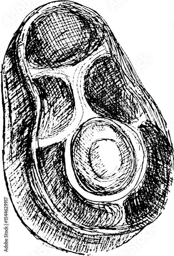 Hand-drawn illustration of a meat steak with bone details  
