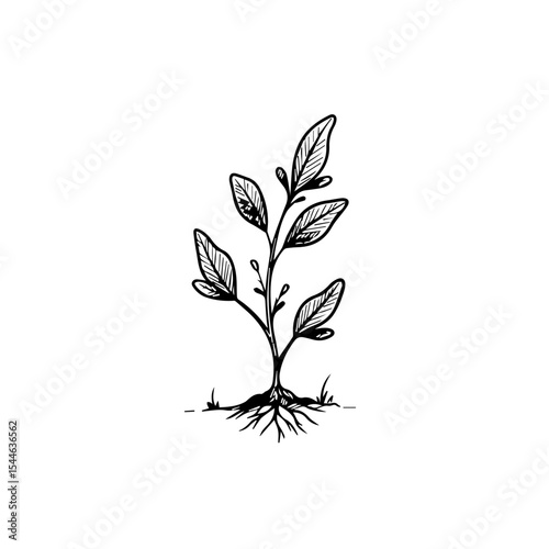 Simple plant sprout drawing with roots and leaves. Detailed illustration of young plant growth showing stem, roots, and leaves.  This simple plant image is perfect for home decor, furniture design,