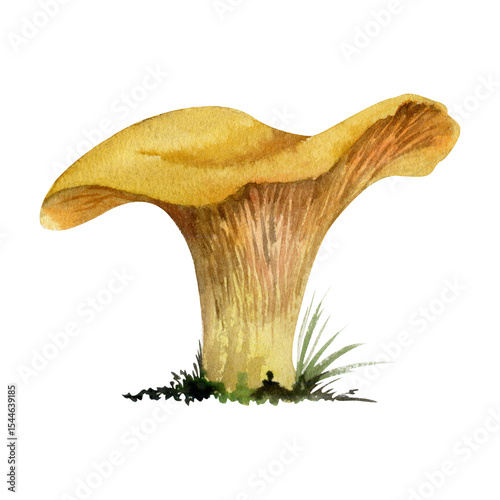 Golden chanterelle girolle mushroom fungus. Single element hand drawn in watercolor. Autumn forest harvest, vegan cooking edible raw ingredient. Seasonal menu recipe cards, cookbooks, kitchen decor