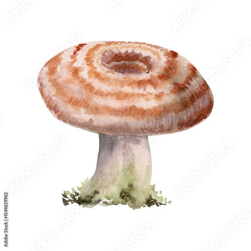Lactarius milk-cap russula striped mushroom fungus. Autumn harvest, edible raw ingredient for vegan cooking. . Single element hand drawn in watercolor. Forest festival posters, educational printables