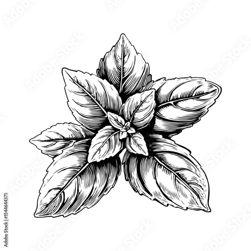 Detailed black and white hand-drawn basil plant with leaves in vintage engraving style on white background, concept of herbal and organic design