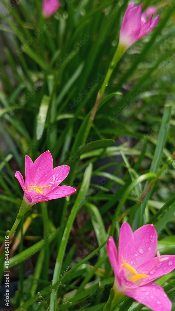 Fototapeta premium pink flower