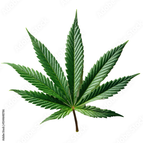 A vibrant green cannabis leaf with serrated edges and distinct veins radiating from the center. photo