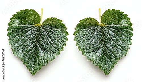 Two detailed heart-shaped leaves on a light background.