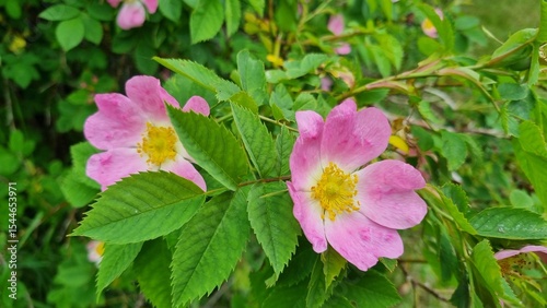 Canvastavla Pink rose hips flowers in inflorescences