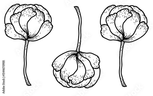 vector illustration of flower