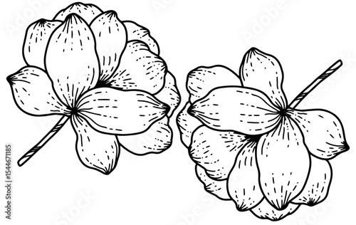 Abstract black and white lotus flower hand drawing. flower pattern