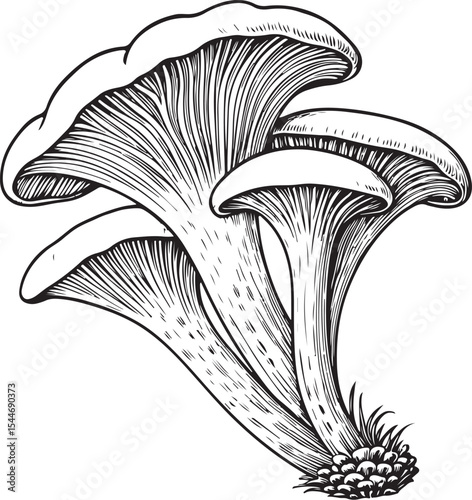 Mushrooms Vector Illustration, Sketch Drawing Line Linear Symbol Icon Engraving Coloring Book, Hand-drawn Black and White Isolated