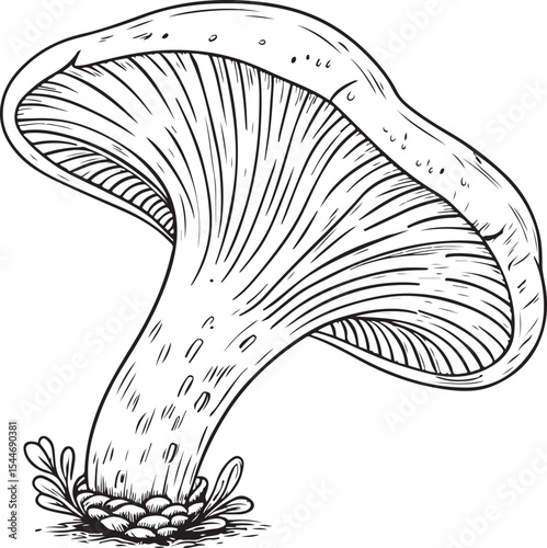 reishi medicinal mushroom Vector Illustration, Sketch Drawing Line Linear Symbol Icon Engraving Coloring Book, Hand-drawn Black and White Isolated