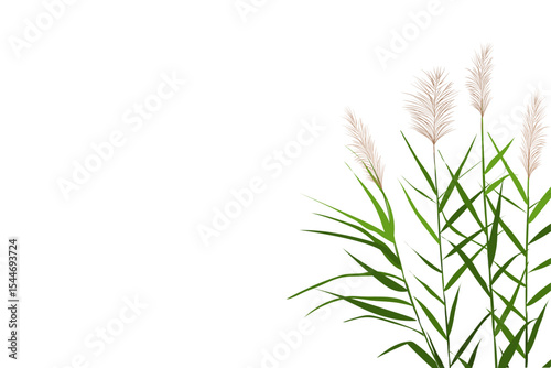 Vector hand drawing sketch with reeds