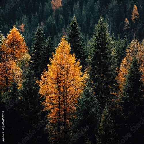 Autumn forests colorful trees seasonal foliage woodland nature landscape leaf change golden forest environment biodiversity wildlife scenic outdoor foliage habitat