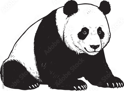 Detailed black and white illustration of a panda bear, ideal for