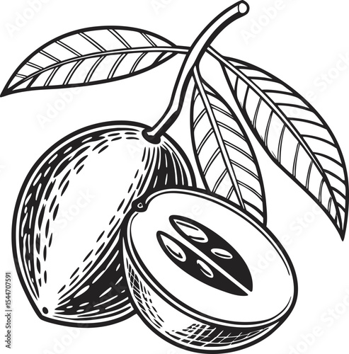 A vibrant vector illustration of organic fruit, featuring ripe apples, apricots, and plums with fresh leaves, perfect for a healthy food design