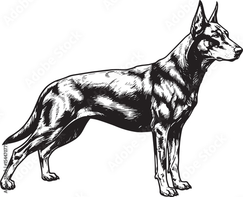 Detailed Black and White Illustration of a Doberman Pinscher Dog